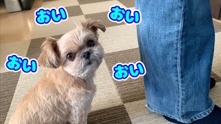 【犬 日常】これが原因!? ファンヒーターの奪い合い チワワ×シーズー