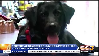 Potential dangers of leaving a pet or chil in an unattended vehicle