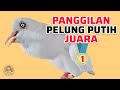 Puter Pelung Putih Albino Suara Serigala Menangis Panjang Kuwok 2 Not ‼️