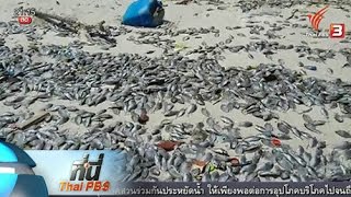 ที่นี่ Thai PBS : เร่งพิสูจน์สาเหตุปลาตายเกลื่อนหาดตากวน จ.ระยอง (16 มี.ค. 59)