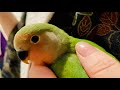 201006　お兄たん里親様お迎え日　別れ 小桜インコ　我が家の天使たち5羽αα