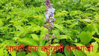 भारंगी-एक बहुगुणी रानभाजी आणि तिचे आहारातील महत्व |Bharangi-A versatile wild vegetable .