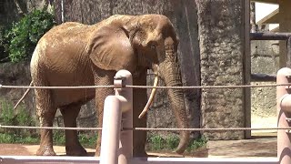 African elephant family  #132   アフリカゾウ一家の日常　【多摩動物公園】