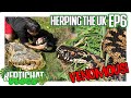 UK's only VENOMOUS snake! Bumper ADDER episode! - Herping the UK 6