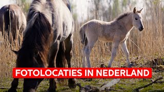 Wilde PAARDEN fotograferen in de Oostvaardersplassen | Fotolocaties in Nederland | Zoom.nl