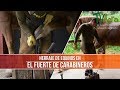 Importancia del Herraje Equino en el Fuerte de Carabineros - TvAgro por Juan Gonzalo Angel