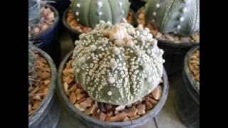 🌵 Cactus\u0026Succulent in Thailand (บ้านแพ้วแคคตัส สนามหลวง2)