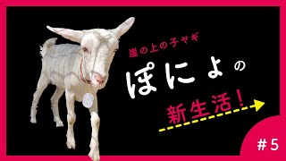 【初日】子ヤギのポニョ、子どもの手からエサを食べる