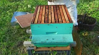 Belle journée pour les abeilles dernière visite retrait des lanières contrôle varroa 1er décembre