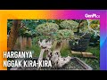 Ternyata Ini Penyebab Harga Tanaman Bonsai Selangit