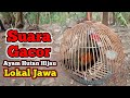 Suara Jantan Ayam Hutan Hijau Untuk Masteran Gacor 😀