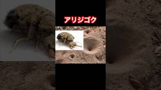 アリジゴクが食べ終わったのをポイポイ捨てるのが好きです#動物#雑学#生態#ぱいせんチースチース#ずんだもん#アリジゴク#昆虫