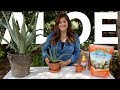 Aloe Vera Care Guide! 🌿🌵// Garden Answer