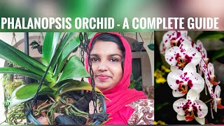 PHALANOPSIS ORCHID CARE | A COMPLETE GUIDE TO PHALANOPSIS ORCHID | ORCHID CARE IN MALAYALAM | ORCHID