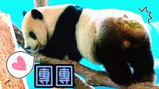 團團爬高拿點心，下來用溜的，聰明模樣好可愛|熊貓貓熊The Giant Panda Yuan Yuan and Yuan Bao|台北市立動物園