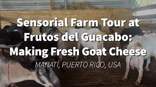 Making Fresh Goat Cheese at the Frutos del Guacabo Farm in Puerto Rico