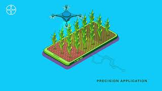 Drones: Powerful Allies in Crop Protection | Bayer