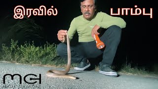 இரவில் சாலையில் கிடந்த பாம்பு || Tamil