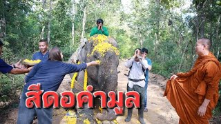 สีดอคำมูล หรือแสนทรัพย์ ช้างตระกูลแสนเชือกที่21 ได้พักผ่อนแล้ว