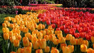 Beautiful Tulips around the lake - Keukenhof 2024 - 4K