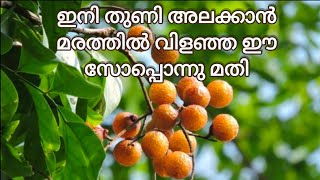 മരത്തിൽ വിളഞ്ഞ സോപ്പിന്കായ മതി കുളിക്കാനും അലക്കാനും #soapnuts