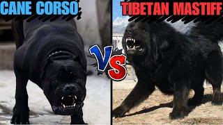 Ancient BEASTS Clash! Tibetan Mastiff vs Roman WAR DOG - You WON'T Believe Who Wins!