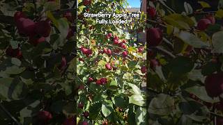 Strawberry Apple Tree