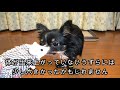 チワワが初めて犬用の靴で歩いたらこんなことになった！！【それいけ！うずらちゃん】　a puppy chihuahua walks in dog shoes.