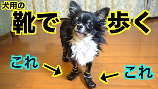 チワワが初めて犬用の靴で歩いたらこんなことになった！！【それいけ！うずらちゃん】　A puppy Chihuahua walks in dog shoes.