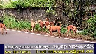 തെരുവ് നായ്ക്കളും മാലിന്യങ്ങളും നിറഞ്ഞൊരു റോഡ്