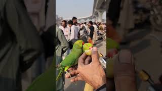 Green Parrot | Desi Parrot | Multan Birds Market Update 2024 |Kabooter Mandi Multan