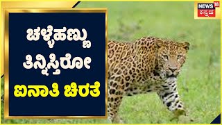 Belagavi Leopard |  ಚಳ್ಳೆಹಣ್ಣು ತಿನ್ನಿಸ್ತಿರೋ ಐನಾತಿ ಚಿರತೆ, 20 ದಿನಗಳಿಂದ ಚಿರತೆ ಓಡಾಟ, ಹಿಡಿಯಲು ಪರದಾಟ