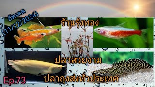 ร้าน​รุ้ง​ทอง​ ปลา​สวยงาม​ 🐟(11/12/2024)​Ep.73