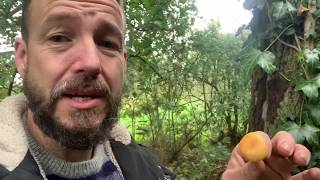 Foraging For Mushrooms - Velvet Shank