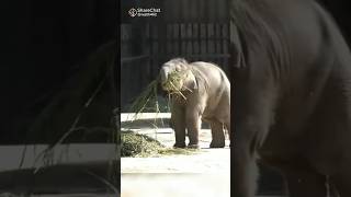 🐘😆😘😂എനിക്ക് അംഗൻ വാടിയിൽ പോകണ്ടേ 🐘😆🔥💓😂Baby elephant 🐘#viral #today #video