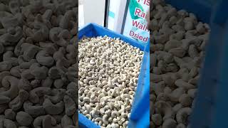 kerala cashew processing unit. How to grade cashews?