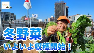 【026】冬野菜の収穫開始　野菜作りムービー３