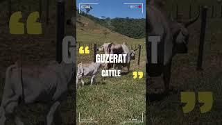 🔴 Guzerat Breed Unraveling the Beauty and Benefits of This Exemplary Cattle ✅ Biggest Bulls And Cow