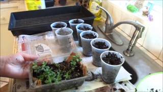 Transplanting Lavender