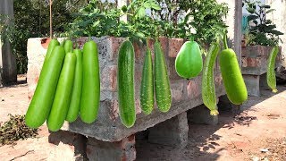 WOW! Easy way rooftop agriculture farming