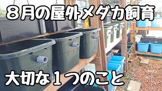 8月のめだか飼育 気をつけるのは1つだけ【メダカ】