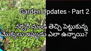 My garden updates - Part 2 | నర్సరీ నుండి తెచ్చి పెట్టుకున్న మొక్కలు ఇప్పుడు ఎలా ఉన్నాయి, చూడండి.