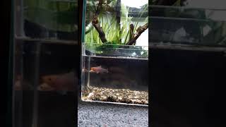 「売り切り」[淡水魚] 1ペア(♂+♀)　ノソブランキウス ラコビー　ベイラ NOTHOBRANCHIUS RACHOVII BEIRA KILLIFISH KILLI  「2021/05/26」