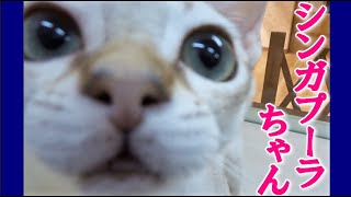 ☆世界最小種のかわいいシンガプーラちゃん☆ちょっと成長したらこうなった猫動画♡マンチカン・ミヌエット専門ブリーダー『ペット蔵人』