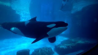 【愛知県 4K】名古屋港水族館の散歩(立体音響ASMR)