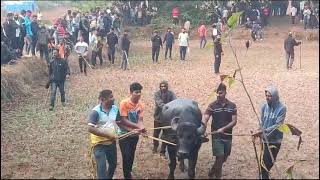 चिपळूण दलवटने मैदान तिसरी झुंज 😱#chiplun #zunjpremi #bullfightindia #bull #2024