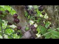 colheita de jabuticaba no pÉ que voinha plantou na fazenda onde morÁvamos