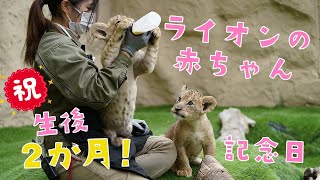 ライオンの赤ちゃん 🐾 生後2ヶ月