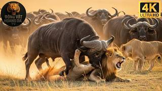 Horned Warrior – A Battle for Survival in the Wilderness - Animal World