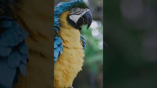 Beautiful Parrot | schöner Papagei #shorts #animals
